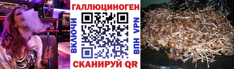 Галлюциногенные грибы Cubensis  Купить  Торжок 